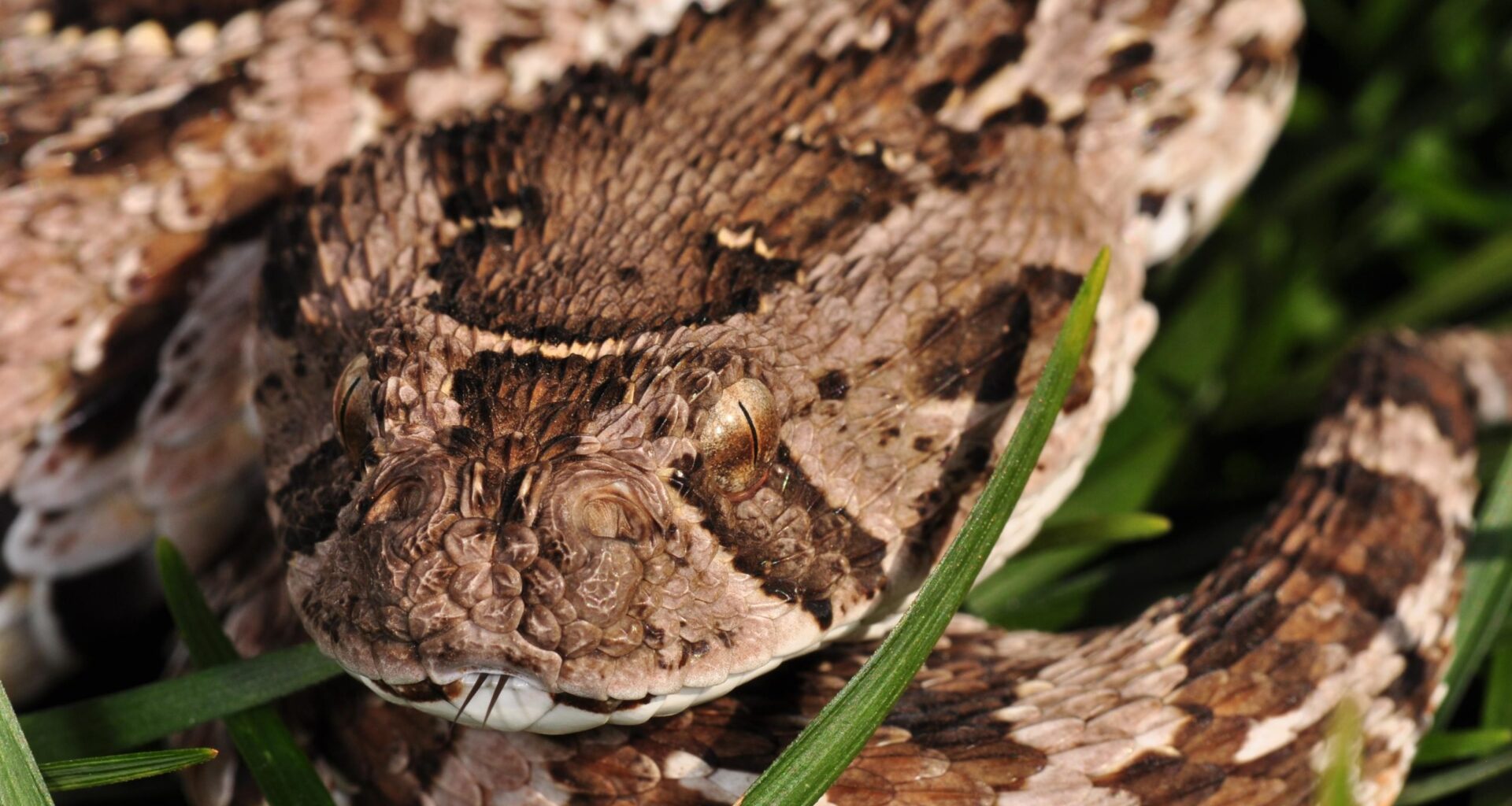 Africa’s Deadliest Snake Could Be an Unexpected Agricultural Hero
