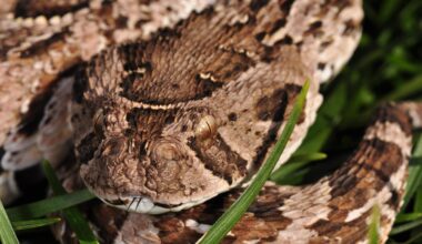 Africa’s Deadliest Snake Could Be an Unexpected Agricultural Hero