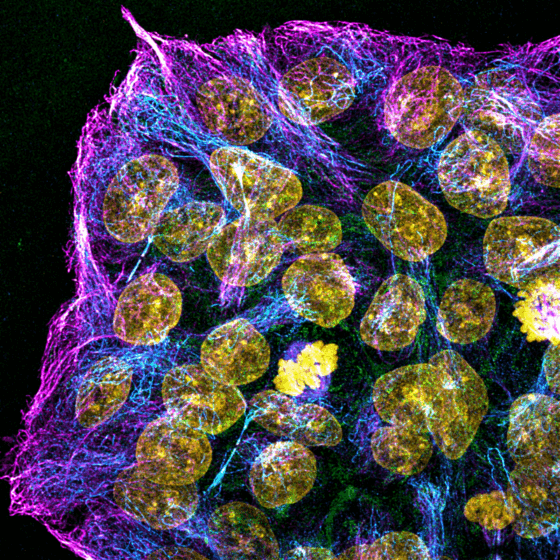 2025 Art In Science Competition Winners Announced