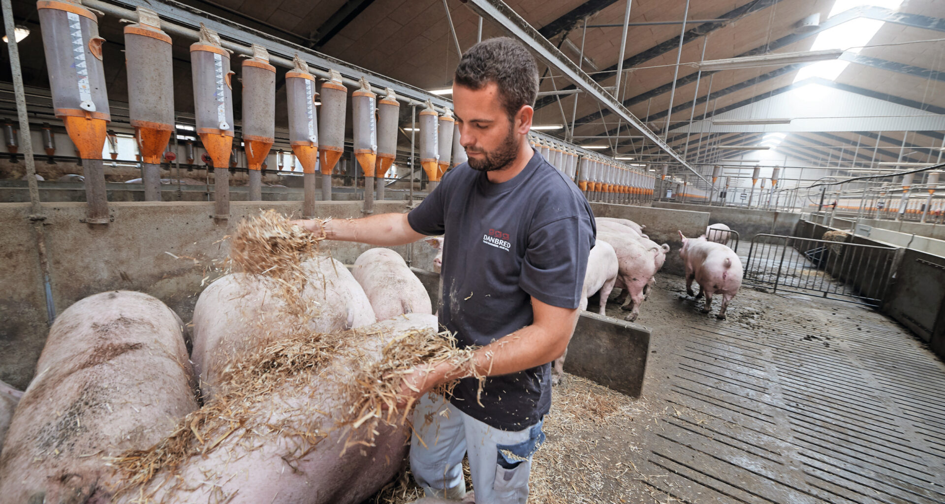 Achieving sow longevity by genetics and management