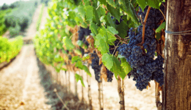CUCINA California Wine Month celebration