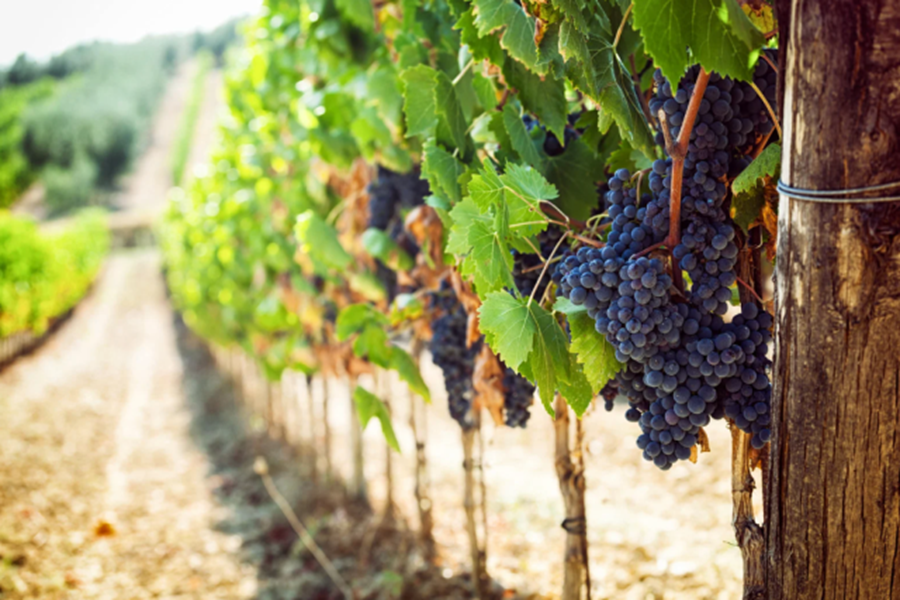 CUCINA California Wine Month celebration