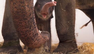 New baby elephant born at Fort Worth Zoo — and you can help pick her name