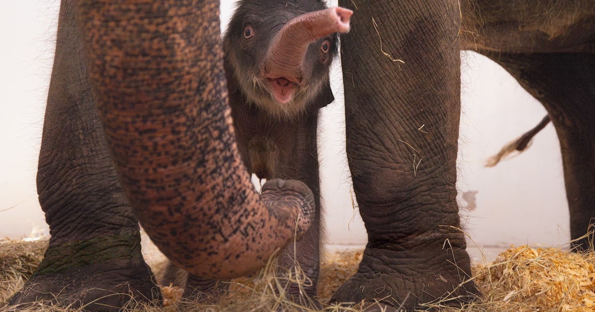 New baby elephant born at Fort Worth Zoo — and you can help pick her name