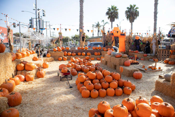 Celebrate fall with these pumpkin patches, corn mazes in San Antonio and surrounding areas