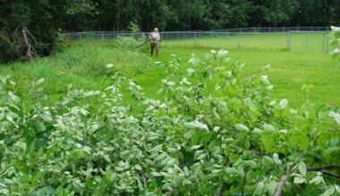 Alaska officials impose statewide ban on two kinds of invasive berry-producing trees