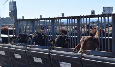 Job cuts in NSW Ag Department and major genetic research project abandoned
