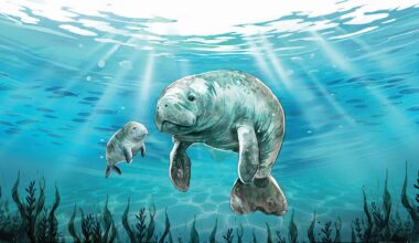 Dugong redux - The Hindu