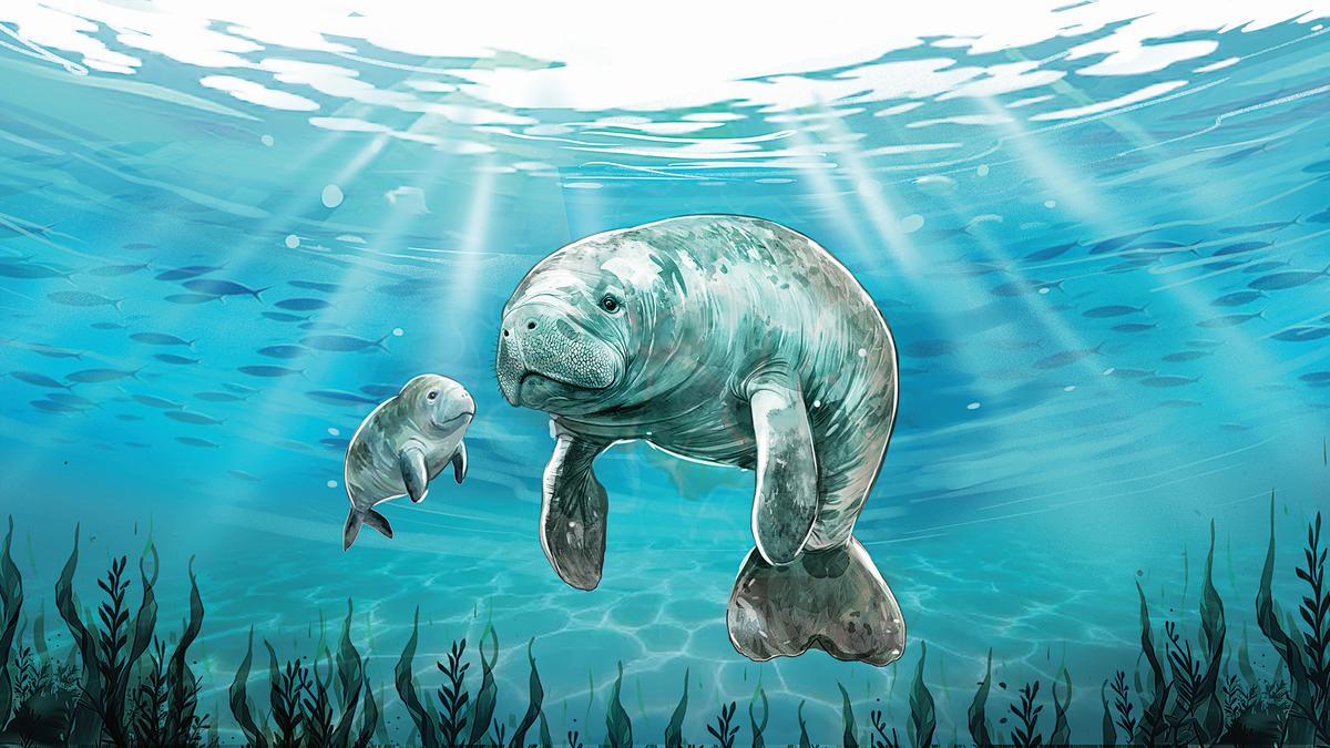 Dugong redux - The Hindu