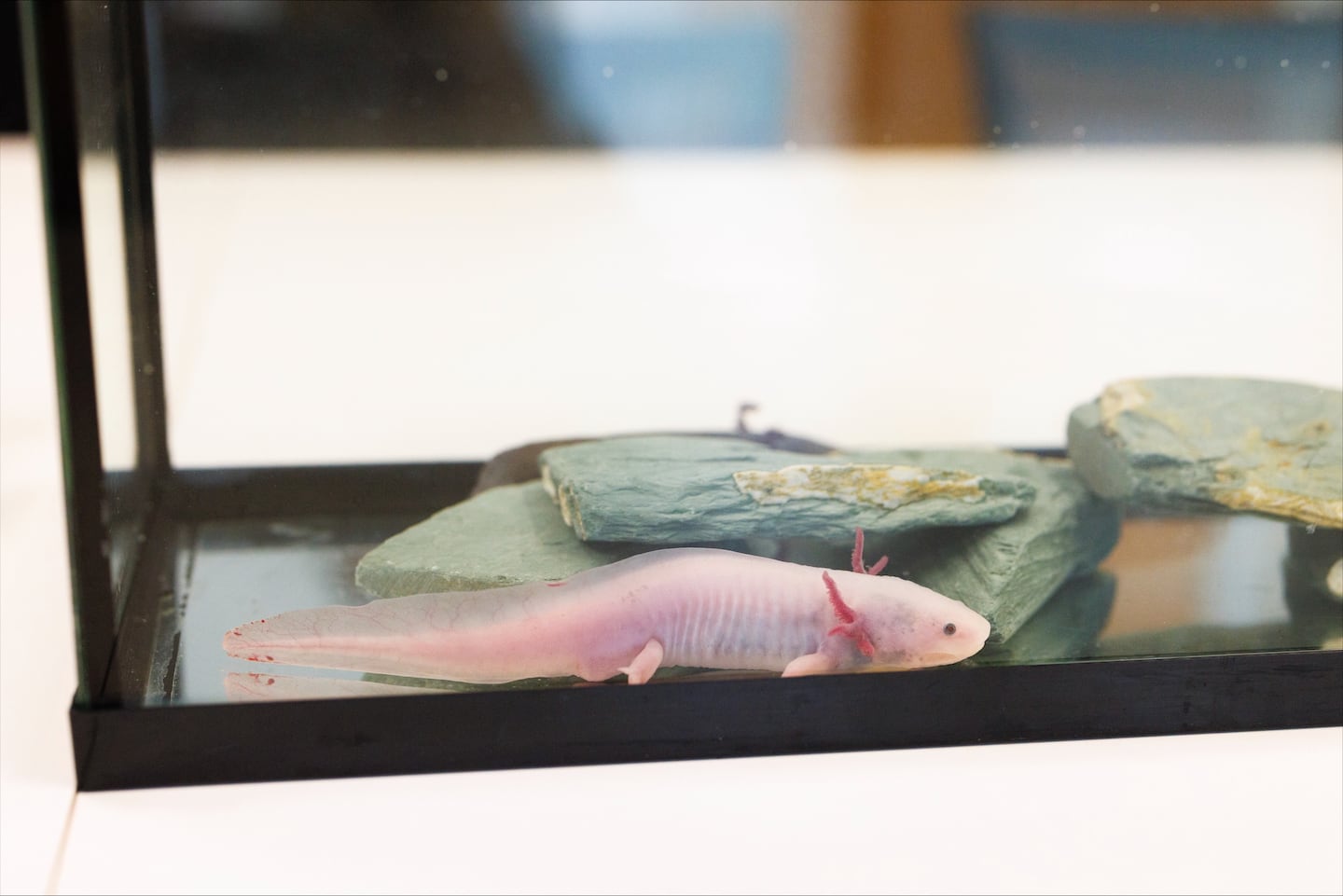 An axolotl from the Harvard Stem Cell and Regenerative Biology lab was placed in a special tank to meet visitors including 6-year-old Marianne Cullen on Monday, Sept. 15.