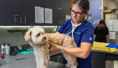 Dallas native serves the community through accessible pet care