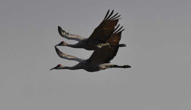 Sandhill cranes