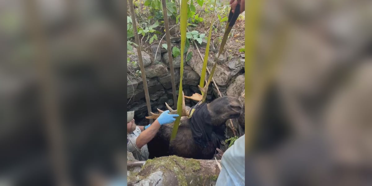 Moose rescued after falling in well in Pembroke