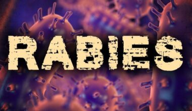 Raccoons, skunks test positive for rabies in Jefferson, Lewis counties