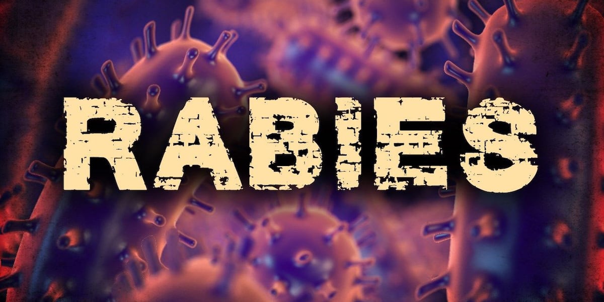 Raccoons, skunks test positive for rabies in Jefferson, Lewis counties