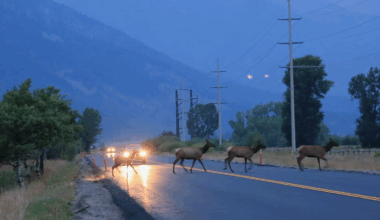 ‘Judas elk’ to help target Jackson Hole ‘suburban elk,’ easing pressure on Yellowstone migrants