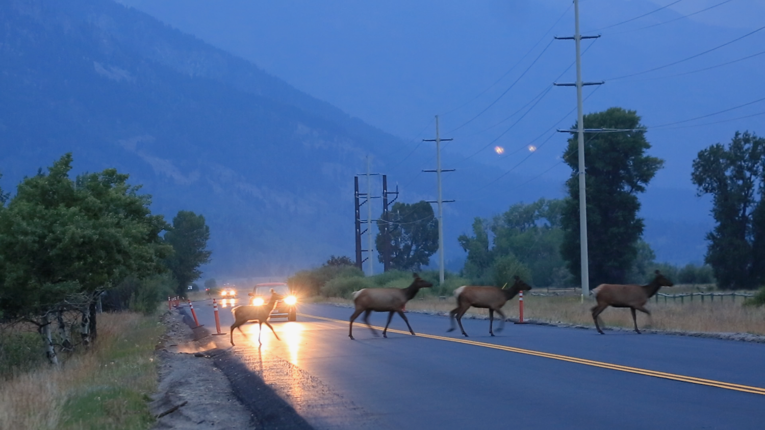 ‘Judas elk’ to help target Jackson Hole ‘suburban elk,’ easing pressure on Yellowstone migrants