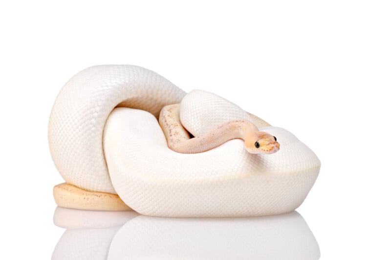 A pale, white ball python with faint beige markings is coiled up on a white reflective surface, facing forward against a plain white background.