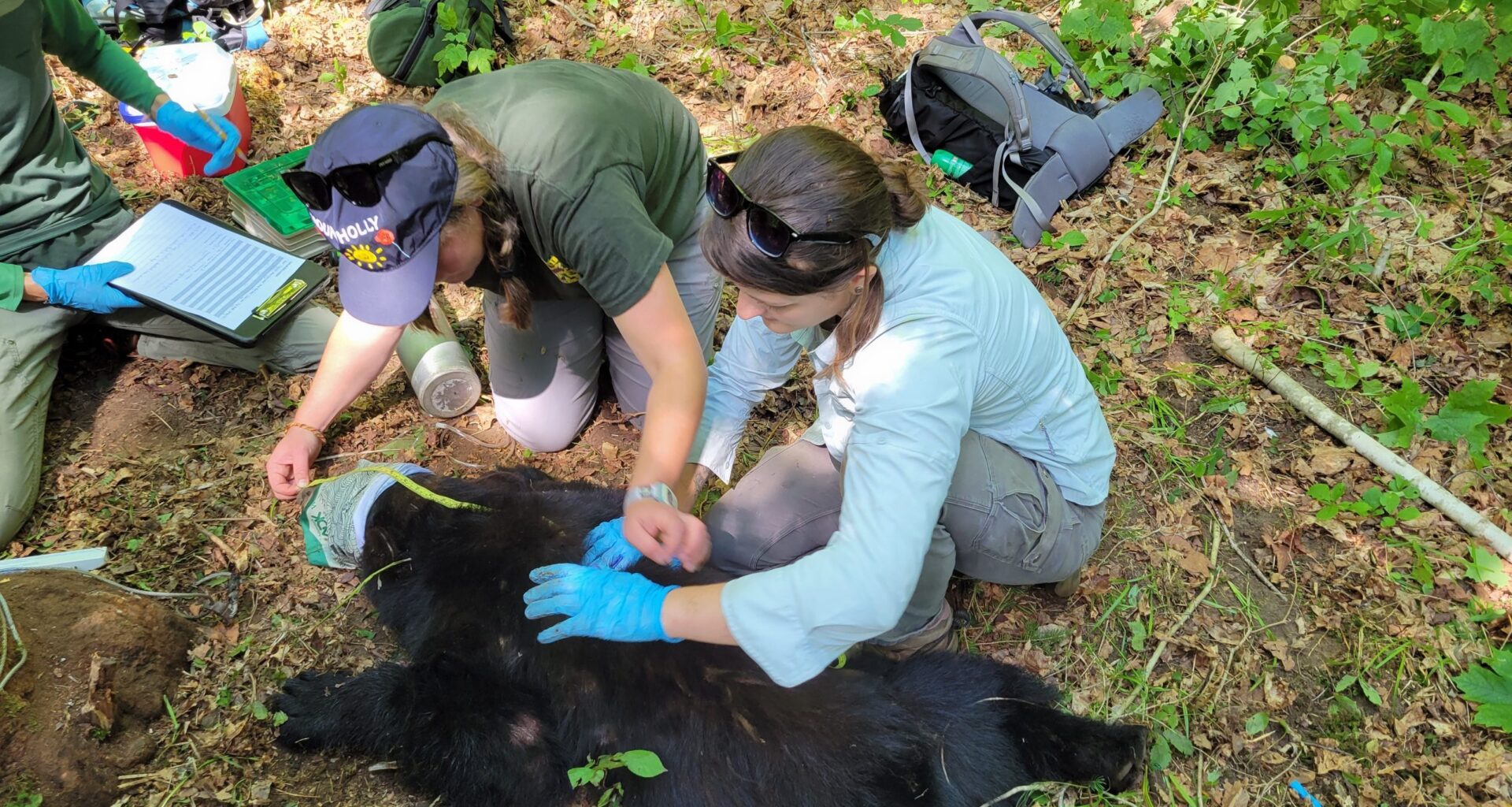 Why is Vermont’s bear population booming?