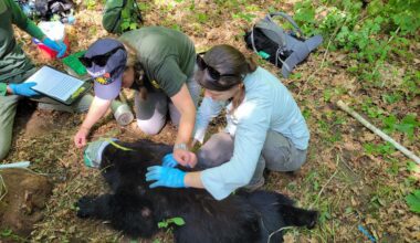 Why is Vermont’s bear population booming?