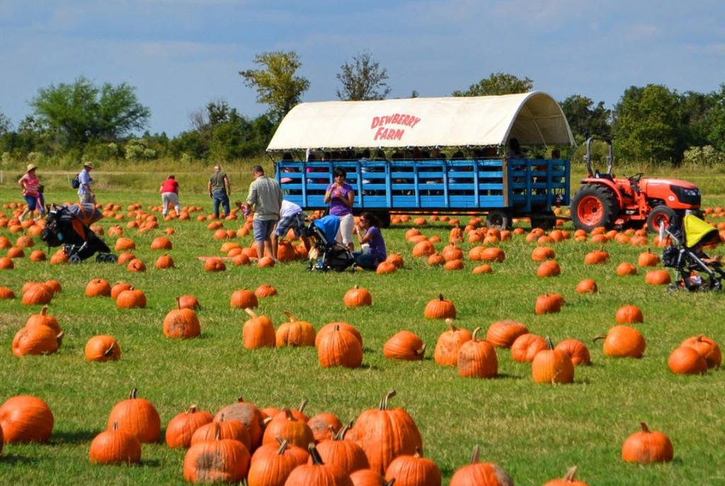 Image shows the pumpkin patch at Dewberry Farm in Houston