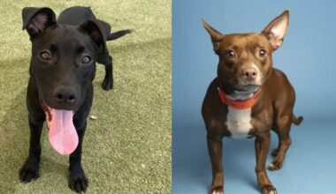 animal rescue free adoptions Sept. 27-28...