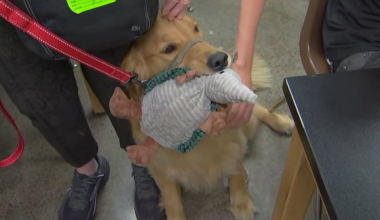 Therapy dogs help Phoenix students learn to read