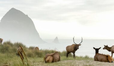 Oregon tourist gets her wish: Elk on Cannon Beach by Haystack Rock