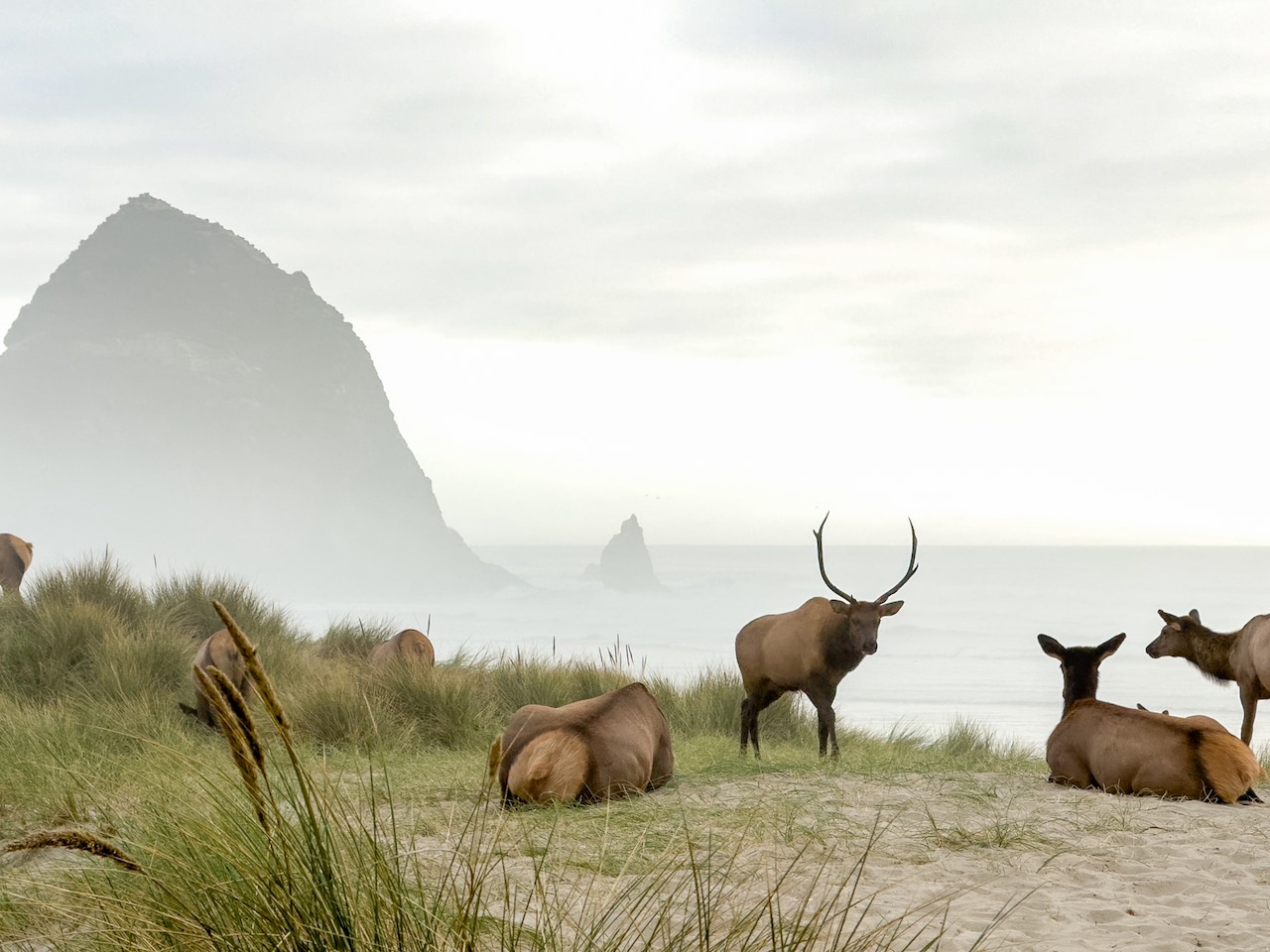 Oregon tourist gets her wish: Elk on Cannon Beach by Haystack Rock