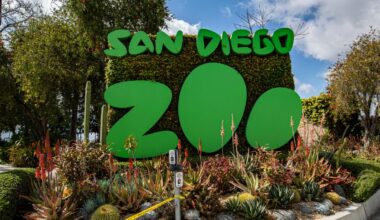 San Diego Zoo gets on board with paid parking for the ‘zoo lot’ – NBC 7 San Diego