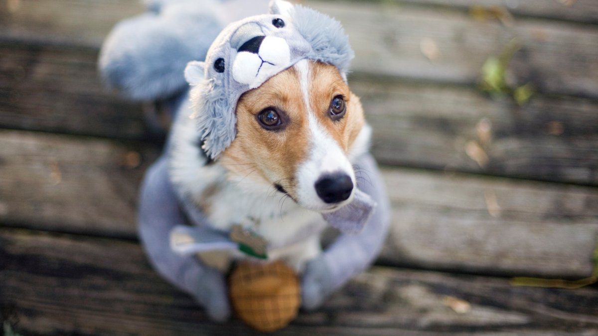 LA Arboretum’s ‘Barks & Boos’ welcomes pups for a festive fall romp – NBC Los Angeles