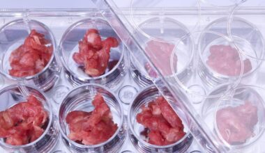 Genetic testing of meat, conceptual image