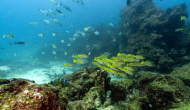 Fish swim underwater at the North Seymour Island dive site in the Galapagos archipelago, Ecuador. Credit: Ernesto Benavides/AFP via Getty Images