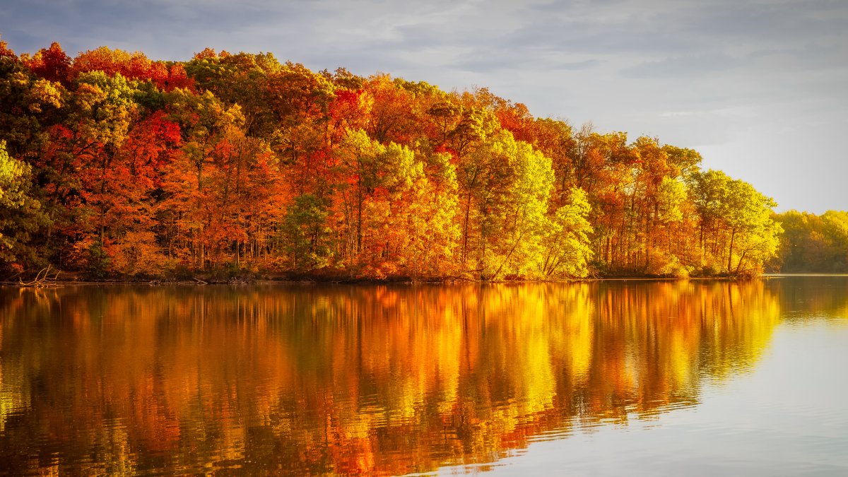 When will leaves change color? A map of fall foliage in Illinois – NBC Chicago