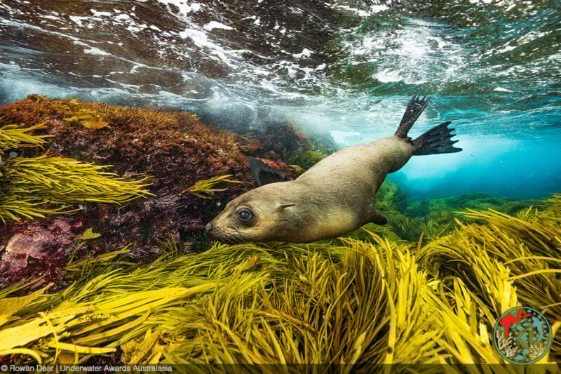 A seal swims gracefully underwater through vibrant yellow seaweed and rocks, with sunlight filtering through the water’s surface above.