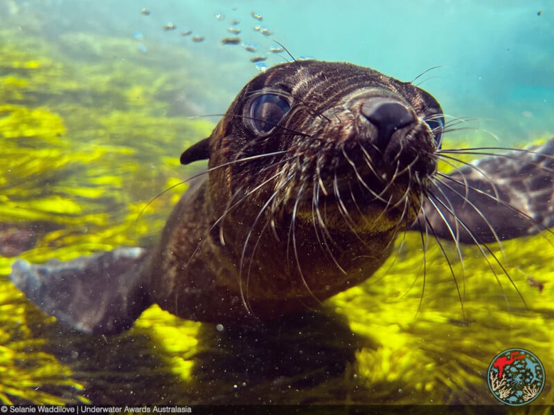A close-up underwater shot of a curious seal with whiskers, swimming near green aquatic plants. Bubbles rise from its nose. The image includes a logo and a photographer credit in the lower corners.