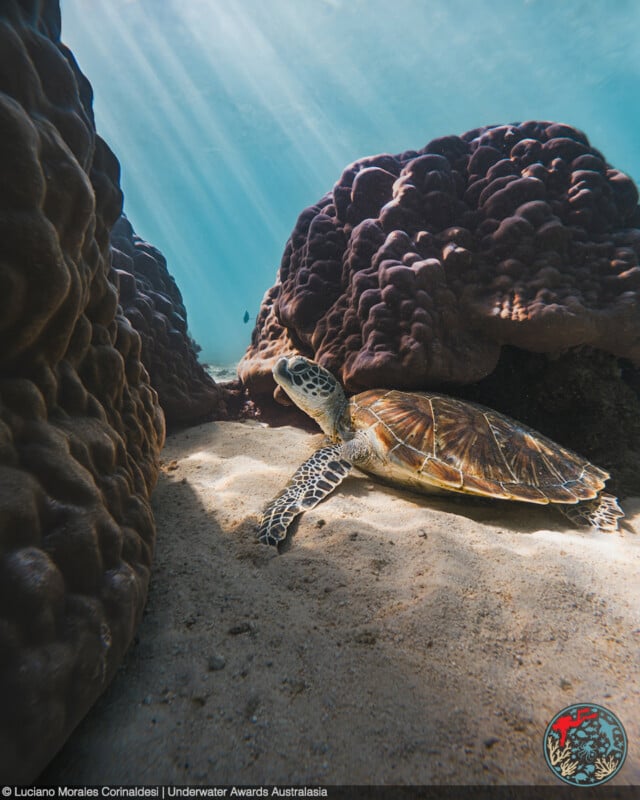 A sea turtle rests on sandy ocean floor between large coral formations, with sunlight streaming through the clear water above.