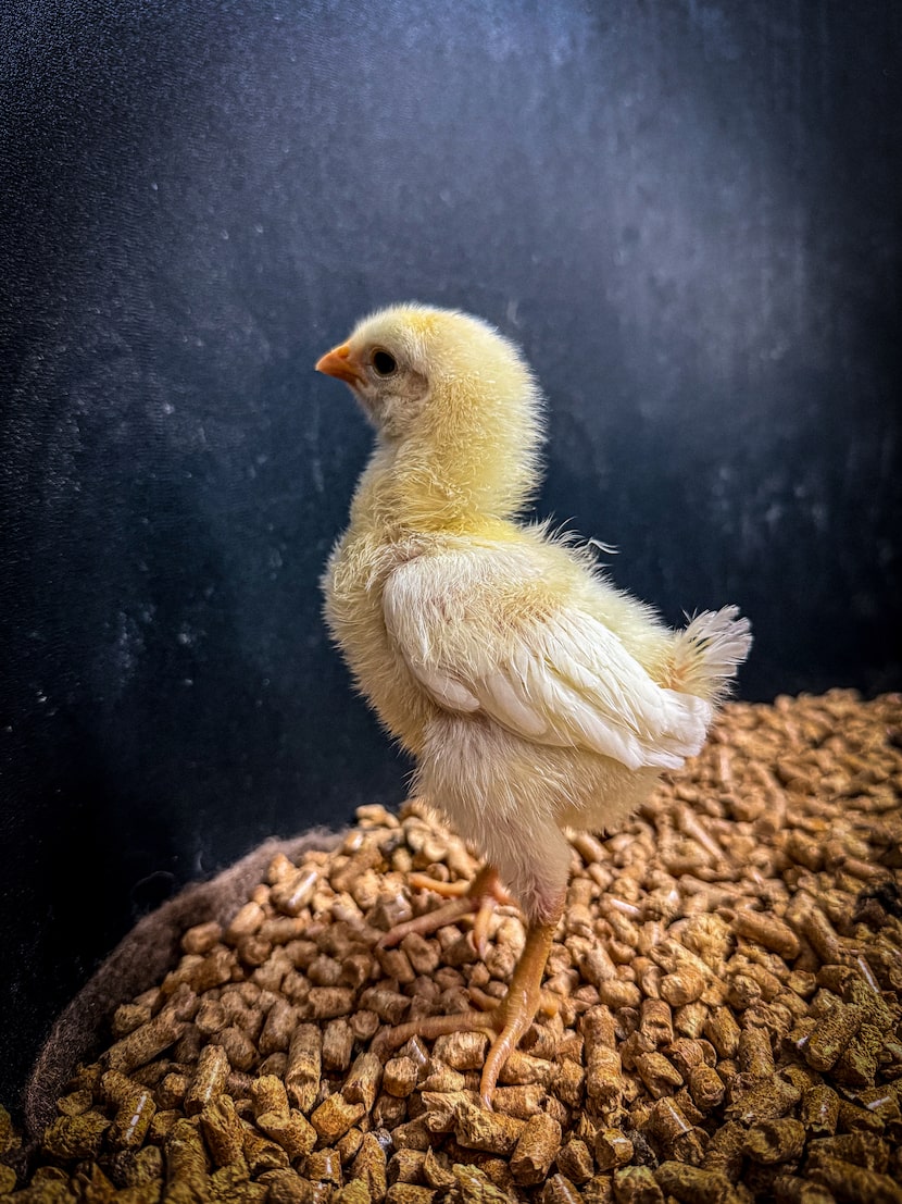 Colossal's gene-edited chickens carrying edited primordial germ cells.