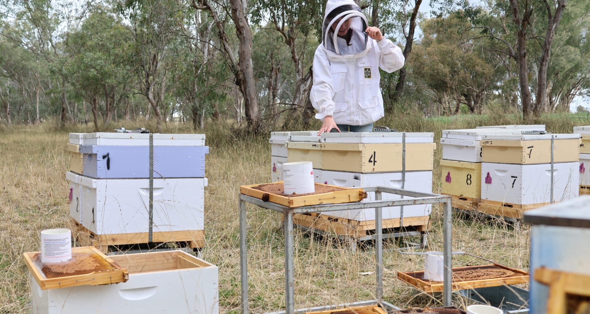 Genetic Tools Boost Bee Activity
