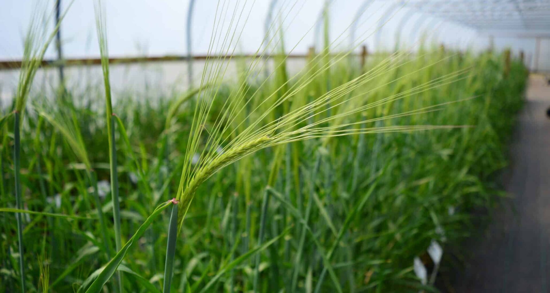 Seeds of Innovation: How Scotland’s Plant Breeding Shapes the Future