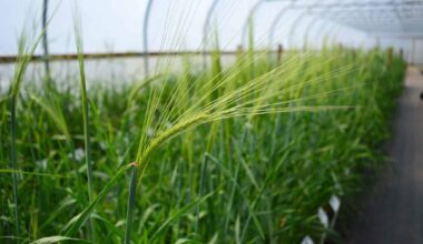 Seeds of Innovation: How Scotland’s Plant Breeding Shapes the Future