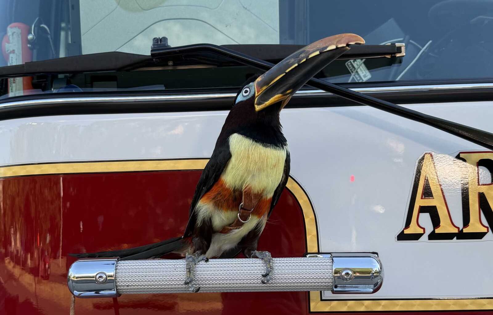 ACFD rescues TikTok-famous toucan from behind Pentagon City dishwasher