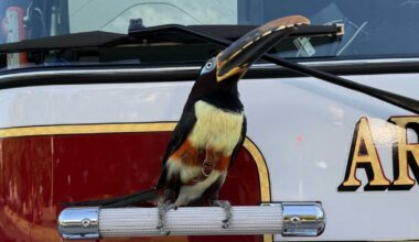 ACFD rescues TikTok-famous toucan from behind Pentagon City dishwasher