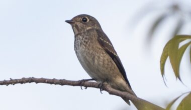 Crowds flock to Google’s Mountain View campus to see rare bird