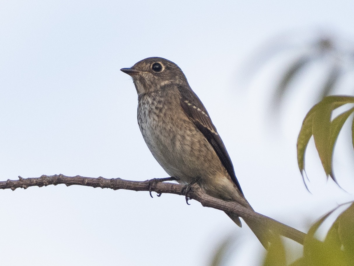 Crowds flock to Google’s Mountain View campus to see rare bird