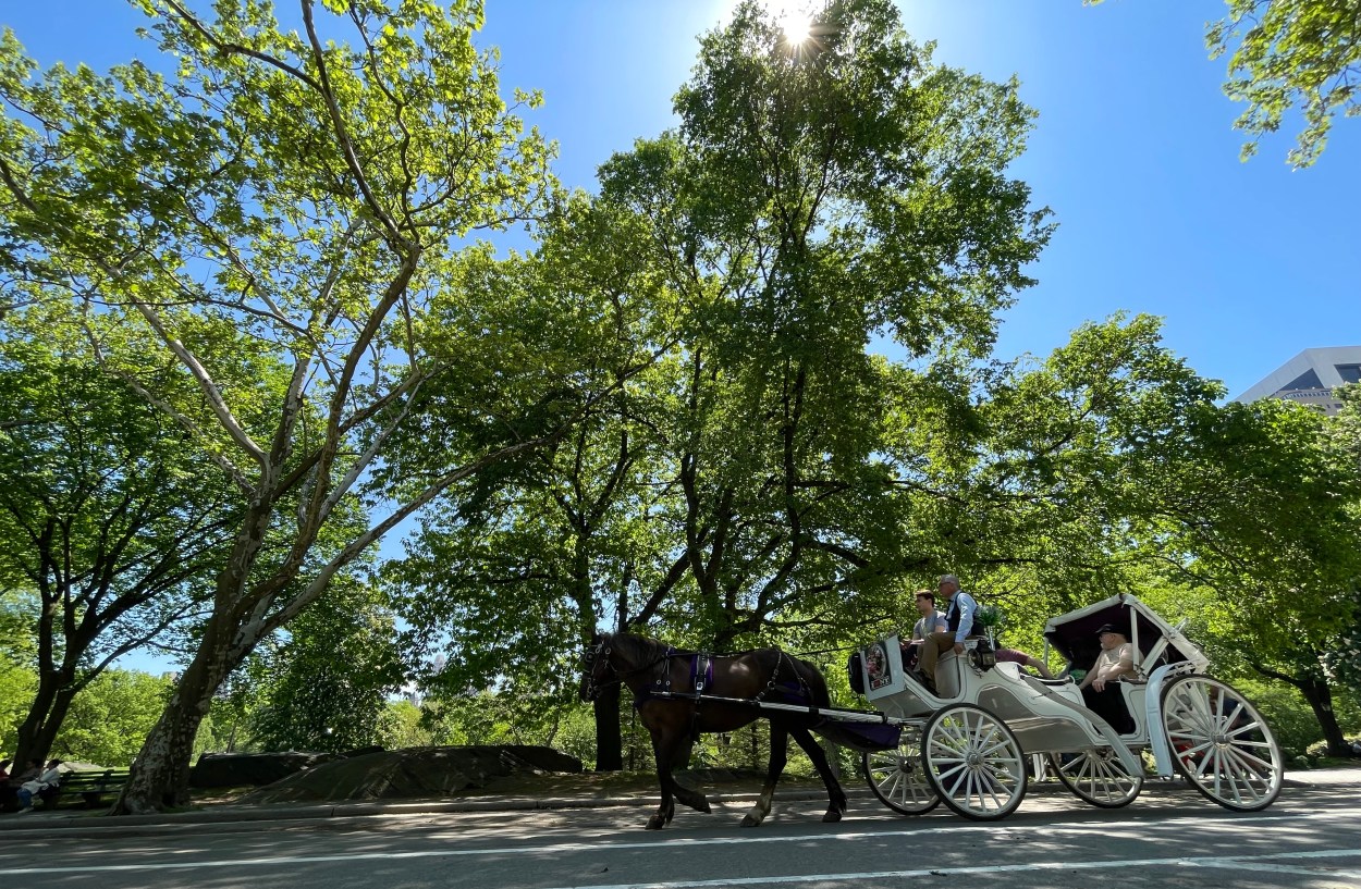 Carrage Horses Central Park