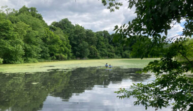 The water chestnut, an aquatic invasive species, covers a large portion of Van Cortlandt Park’s large main pond in the Bronx borough of New York City. Credit: Lauren Dalban/Inside Climate News