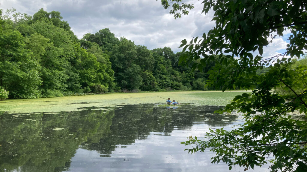The water chestnut, an aquatic invasive species, covers a large portion of Van Cortlandt Park’s large main pond in the Bronx borough of New York City. Credit: Lauren Dalban/Inside Climate News