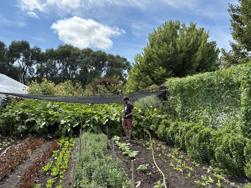 Adam Pollack of Closed Loop Farms checks on crops in the outdoor plot at The Plant, 4459 S. Marshfield Ave. He started his farm from a few trays of microgreens in his Logan Square apartment.
