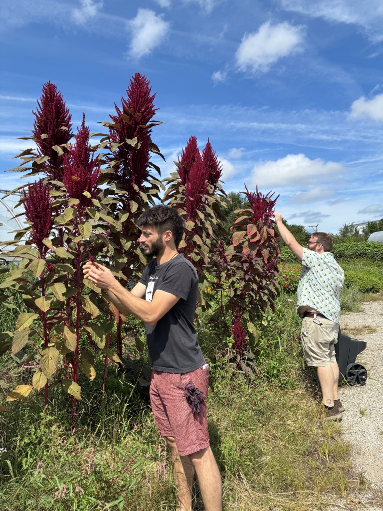 Closed Loop Farms founder Adam Pollack (left) and home delivery manager Jake Chappell tend to amaranth growing on the farm's outdoor plot at The Plant.